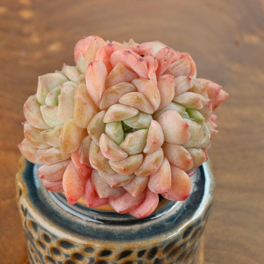Peach Echeveria hybrid Imported Succulent Plant
