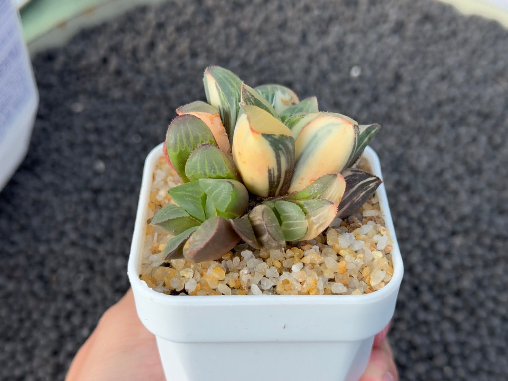 Variegated Haworthia Retusa Imported Succulent Plant