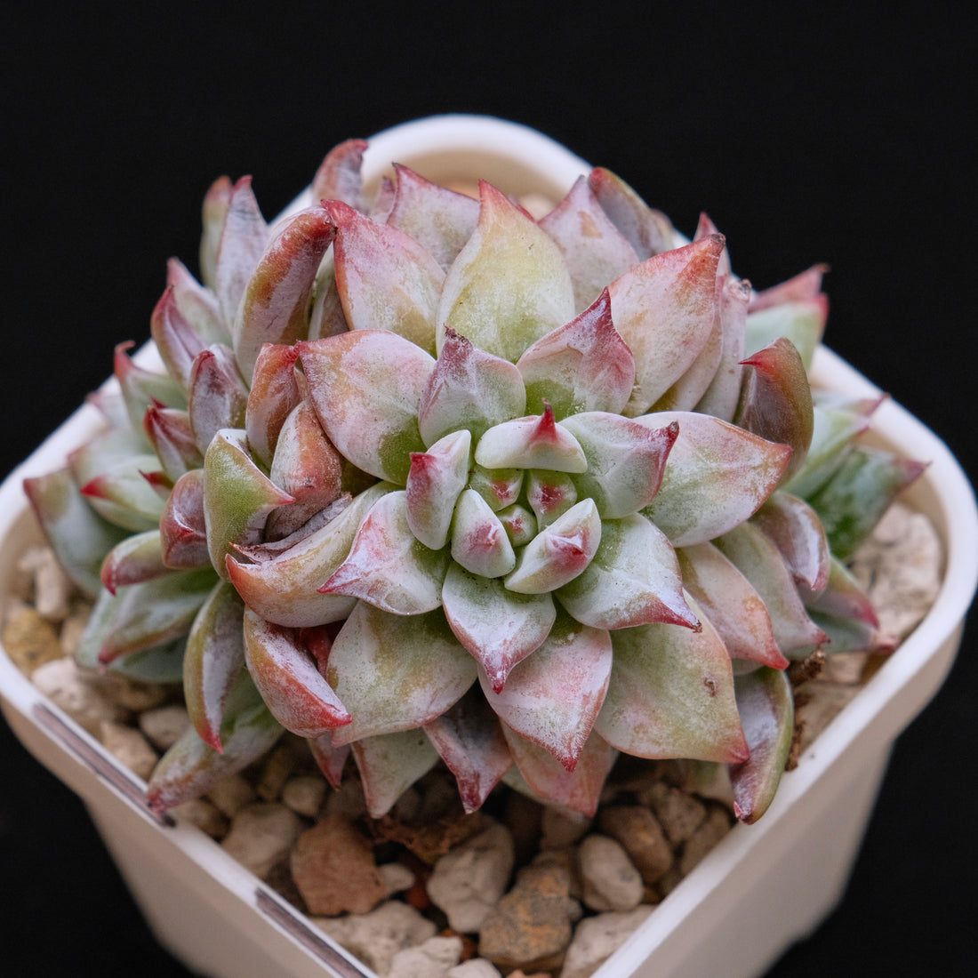 Echeveria colorata hybrid cluster Imported Succulent Plant