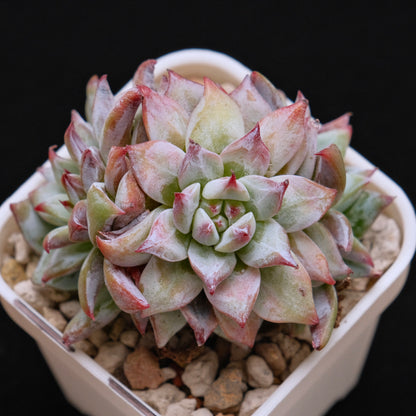 Echeveria colorata hybrid cluster Imported Succulent Plant