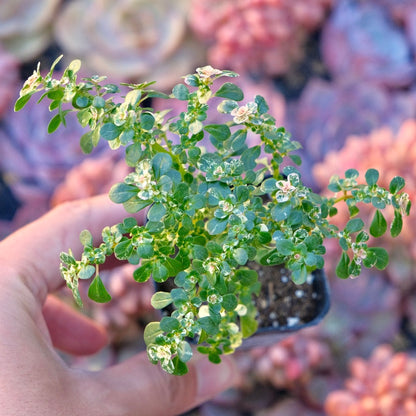 Pilea microphylla variegata Succulent Plant