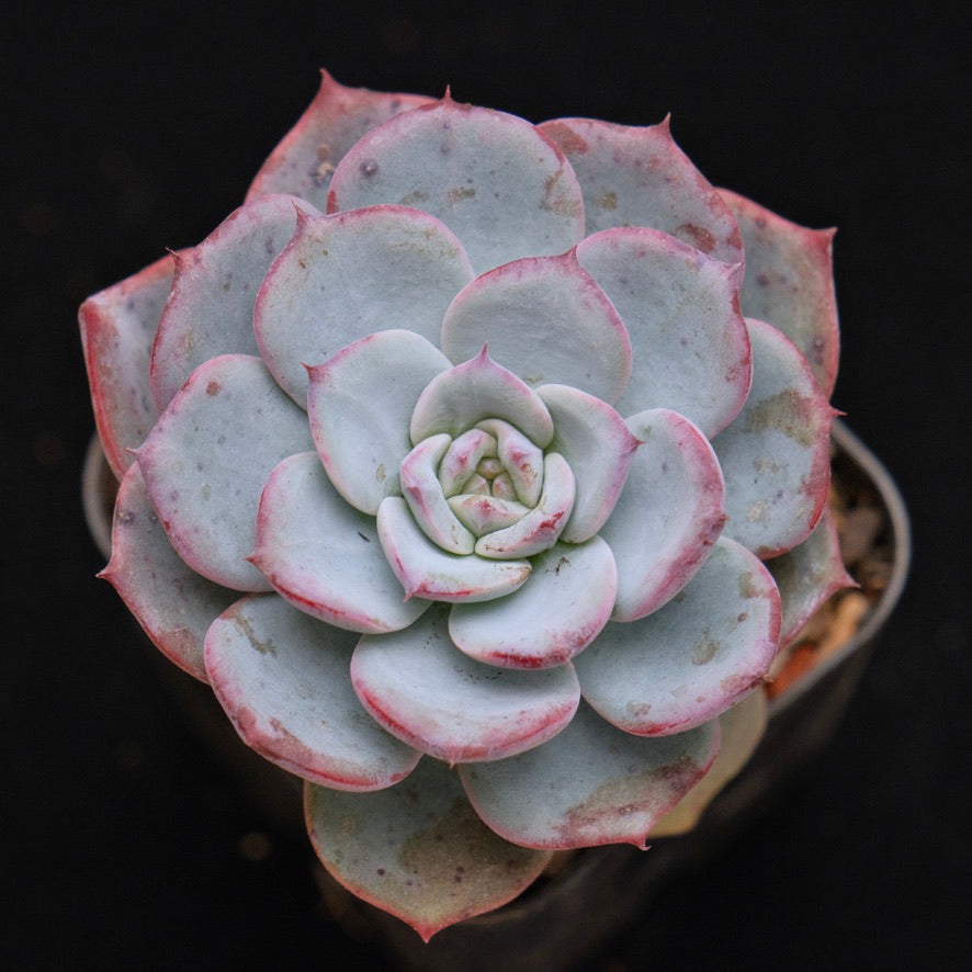 Echeveria Francia Korean Succulent Plant Air Magic hybrid