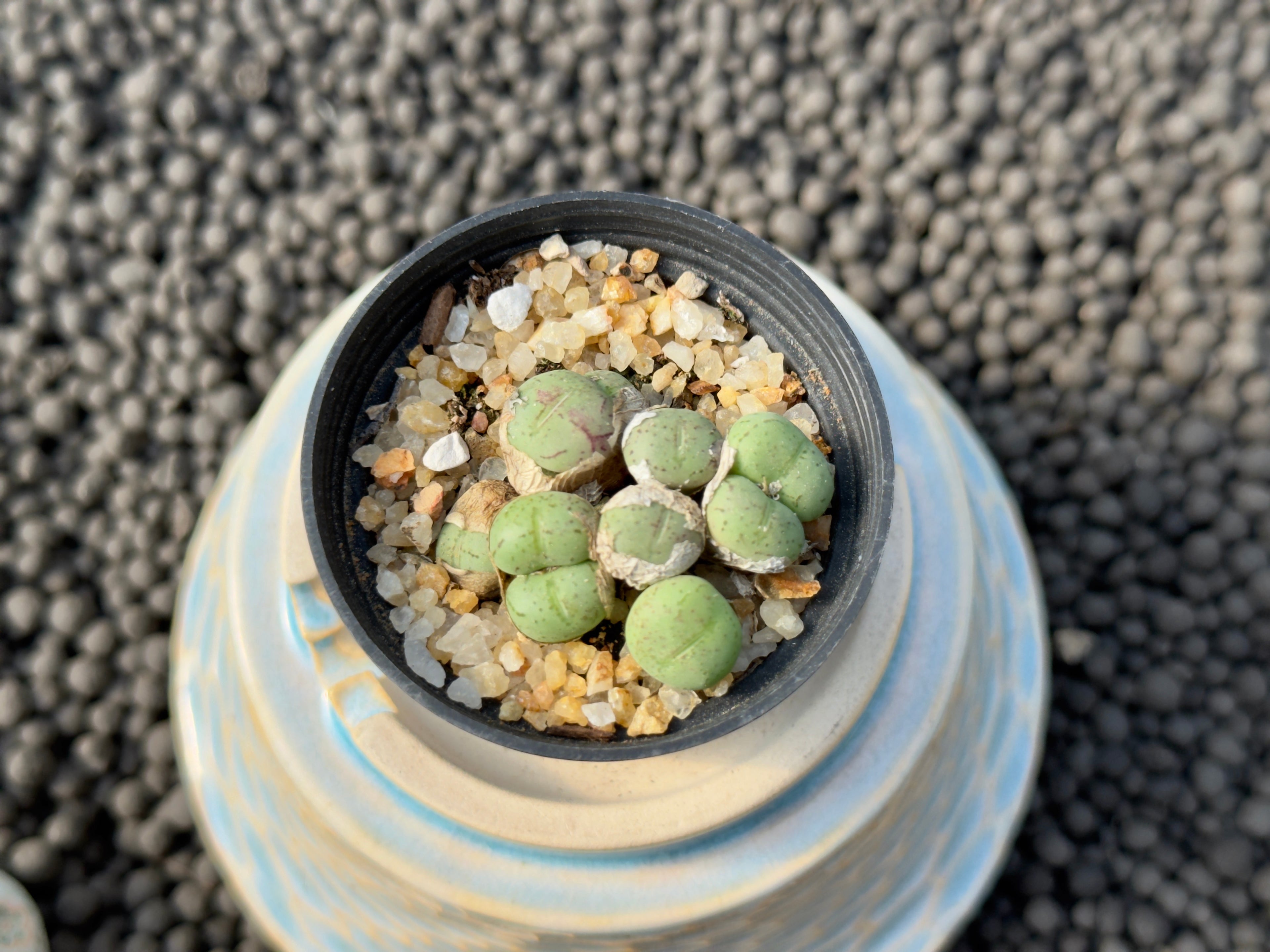 Conophytum species Imported Succulent Plant