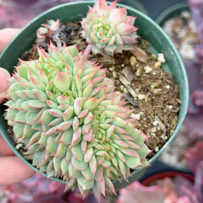 Crested Echeveria Ramillette Succulent Plant
