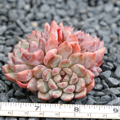 Echeveria Black Mamba Imported Succulent Plant