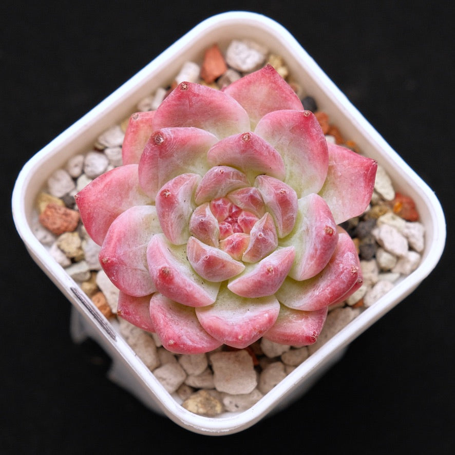 Echeveria colorata hybrid Korean Succulent Plant
