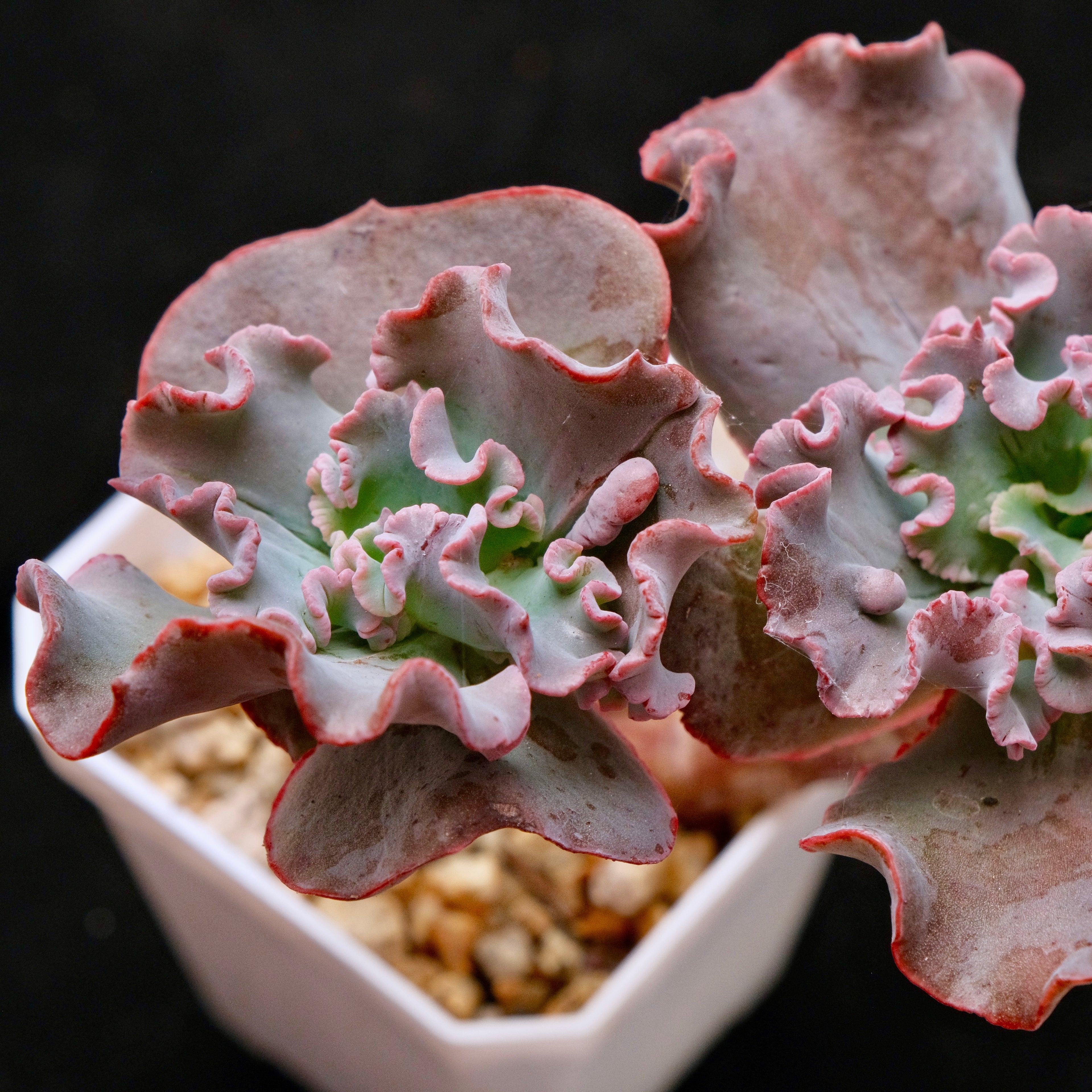 Double Echeveria Speed Bumps Korean Succulent Plant Dick Wright Hybrid