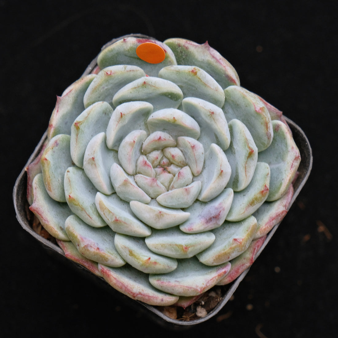 Echeveria Michelin Korean Succulent Plant Changhee hybrid