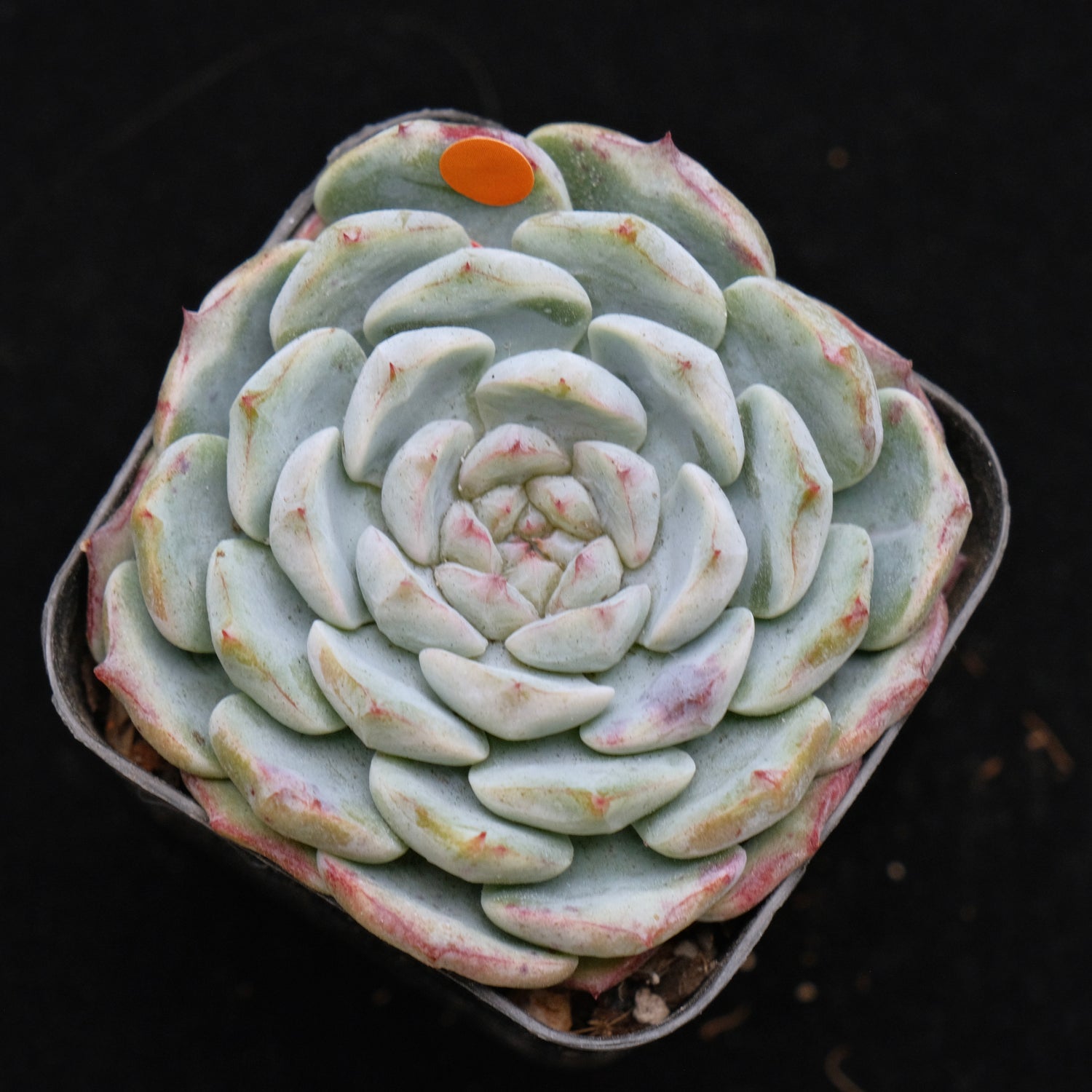 Echeveria Michelin Korean Succulent Plant Changhee hybrid
