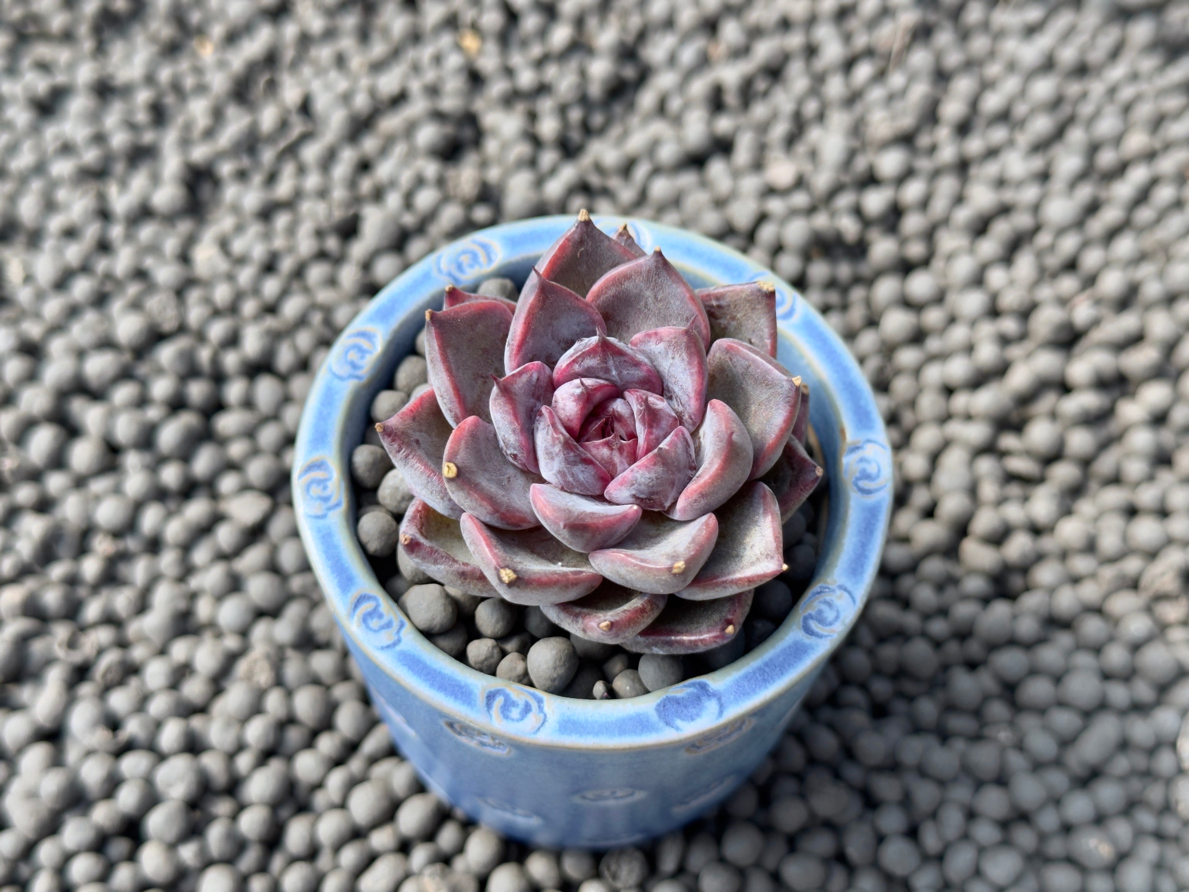 Echeveria Magenta Korean Succulent Plant