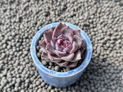 Echeveria Magenta Korean Succulent Plant