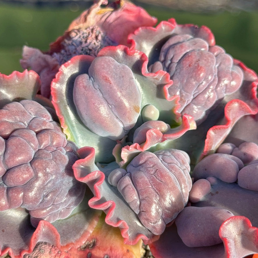 Echeveria Phoenix - Very Rare Dick Wright Hybrid – Succielife