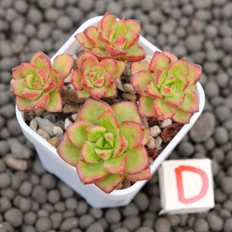Echeveria Letizia Imported Succulent Plant