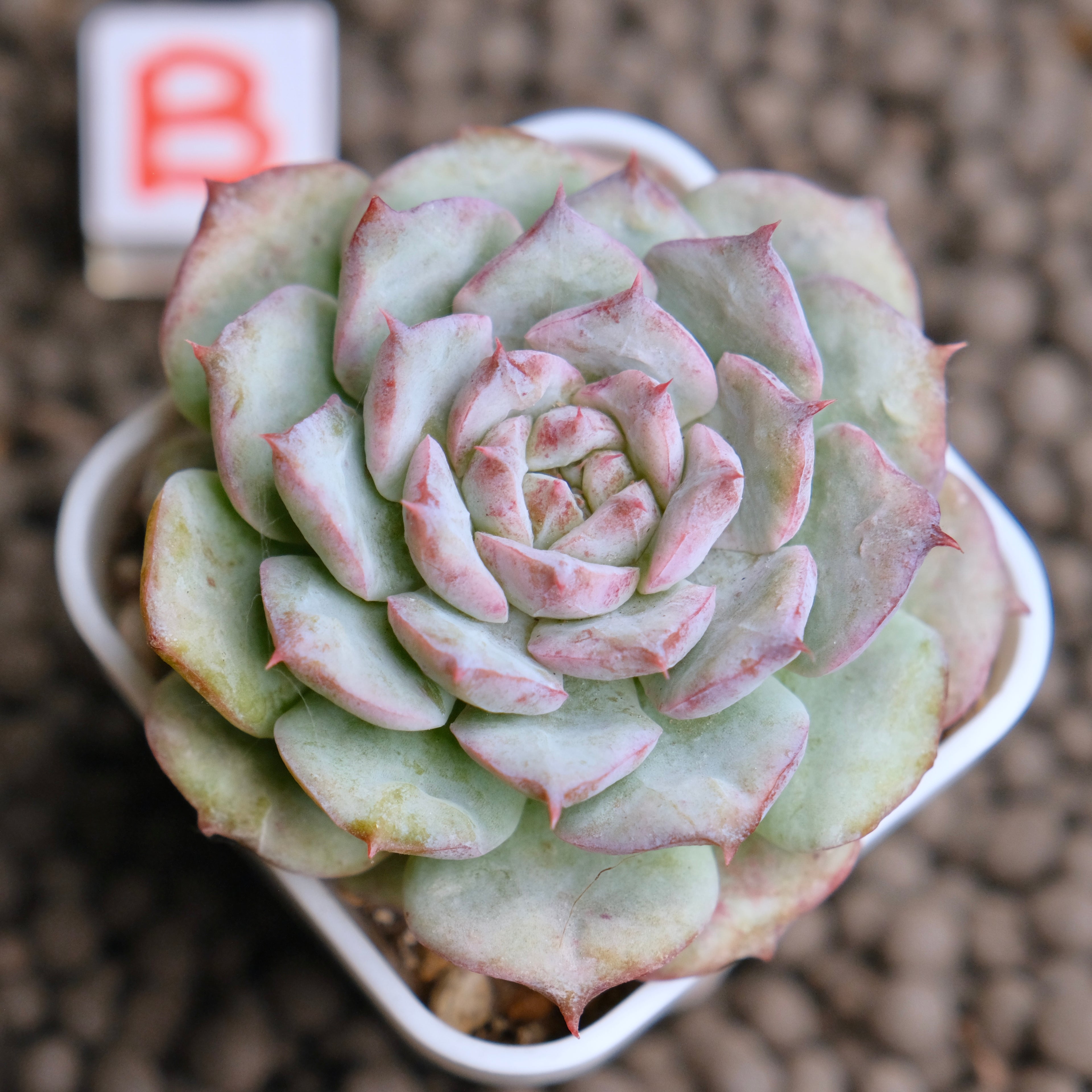 Echeveria Cherry Blossom (changhee hybrid) Korean Succulent Plant - B