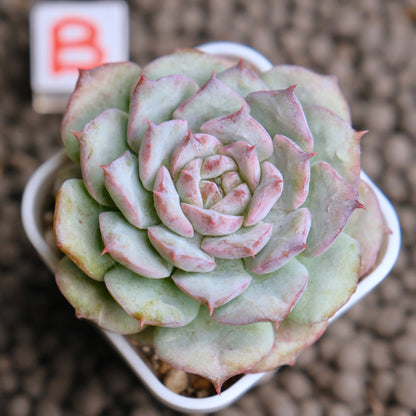 Echeveria Cherry Blossom (changhee hybrid) Korean Succulent Plant - B