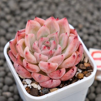 Echeveria Incredible Korean Succulent Plant Hwaga Hybrid