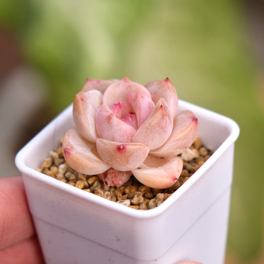 Echeveria hyalina hybrid small Succulent Plant