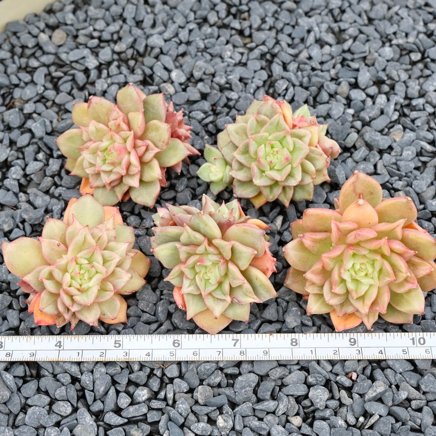 Echeveria Tesla Imported Succulent Plant