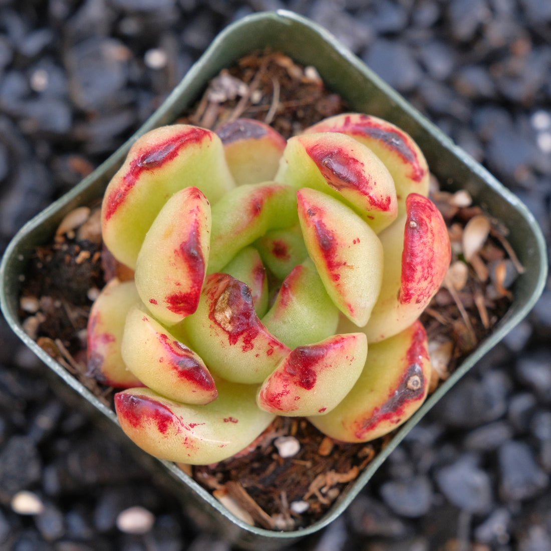 Monstrose Echeveira pulilindsayana Succulent Plant