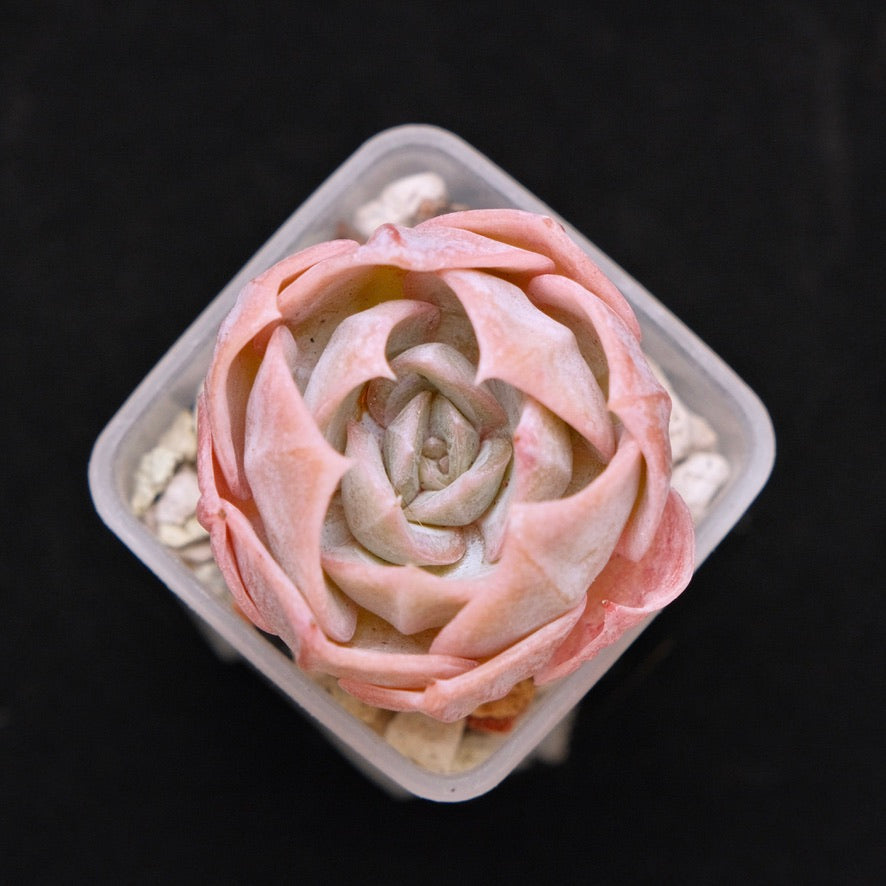 Echeveria laui hybrid Korean Succulent Plant