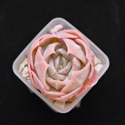 Echeveria laui hybrid Korean Succulent Plant