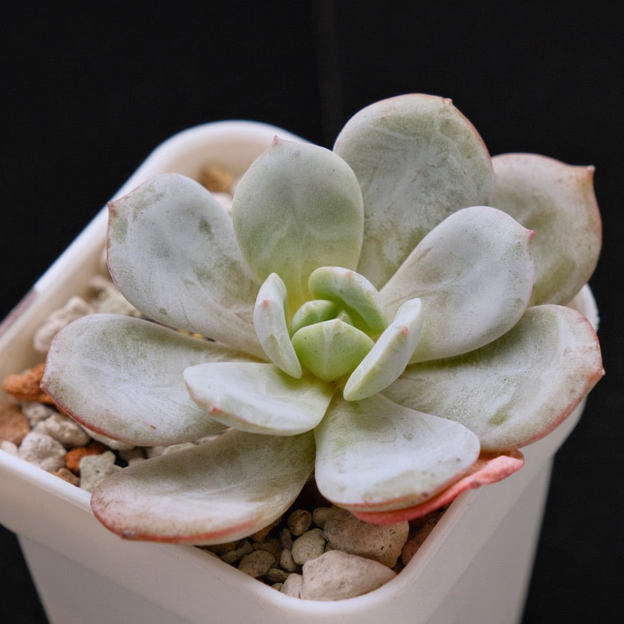 Echeveria Soul Mint Korean Succulent Plant