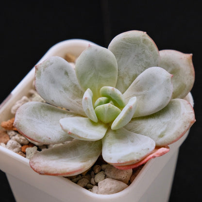 Echeveria Soul Mint Korean Succulent Plant