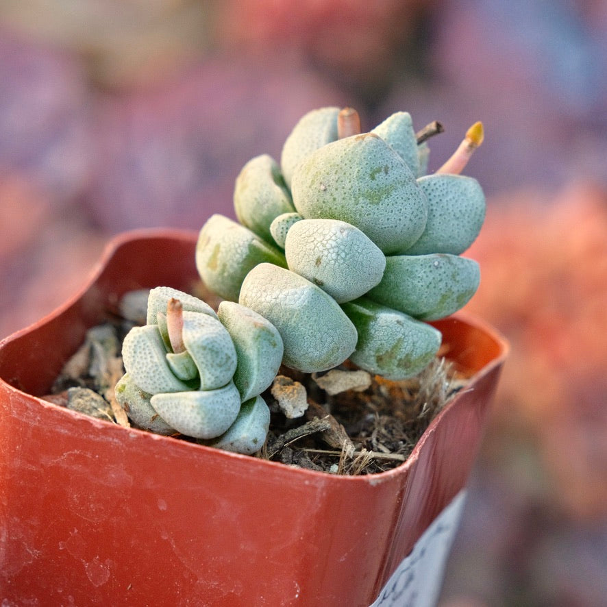 Crassula deceptor Succulent Plant