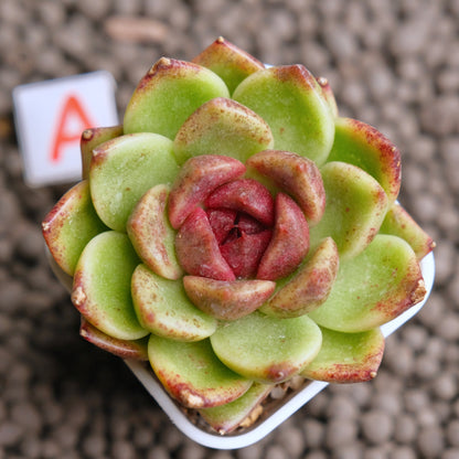 Echeveria Dark Edge Korean Succulent Plant - A