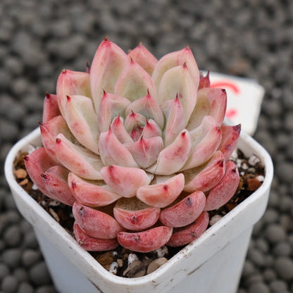 Echeveria Incredible Korean Succulent Plant Hwaga Hybrid