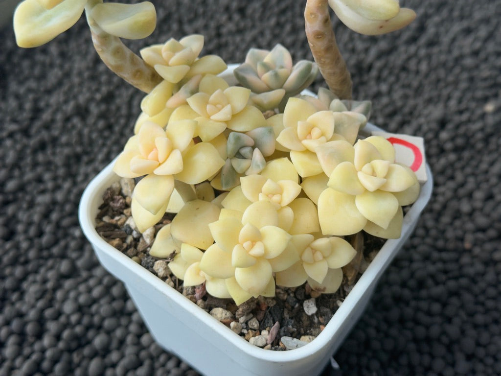 Variegated Gratpoveria Titubans Imported Succulent Plant