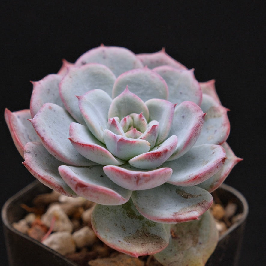 Echeveria Francia Korean Succulent Plant Air Magic hybrid