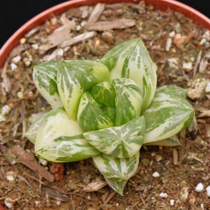 Variegated Haworthia cymbiformis Succulent Plant