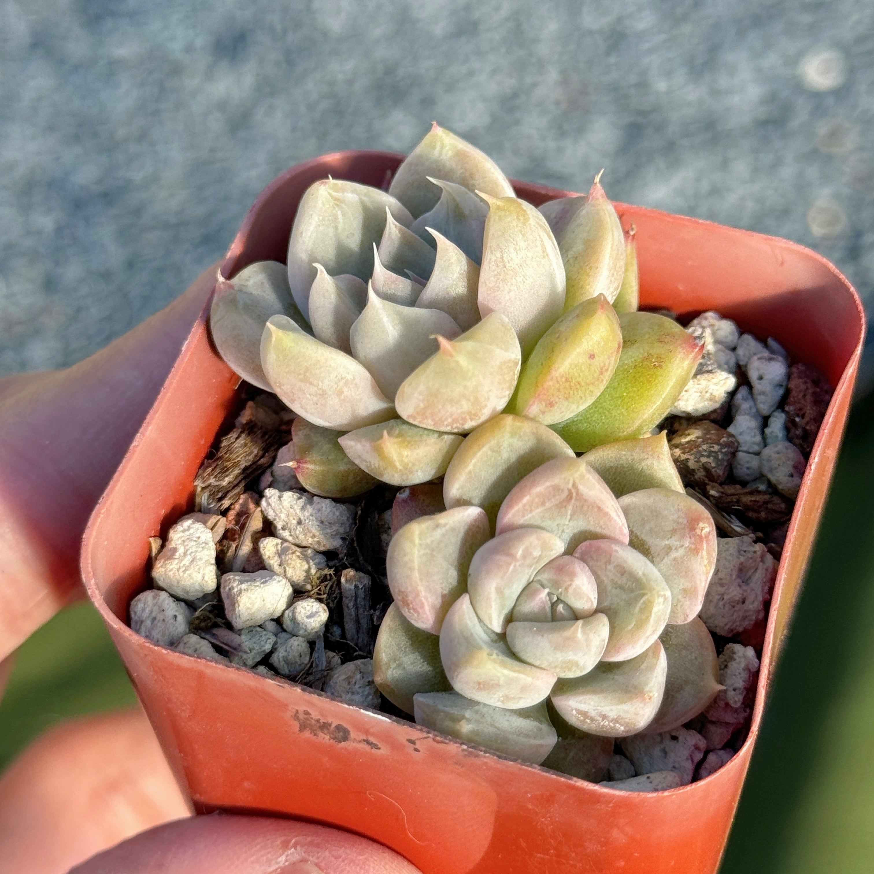 Echeveria Honey Diamond Korean Succulent Plant