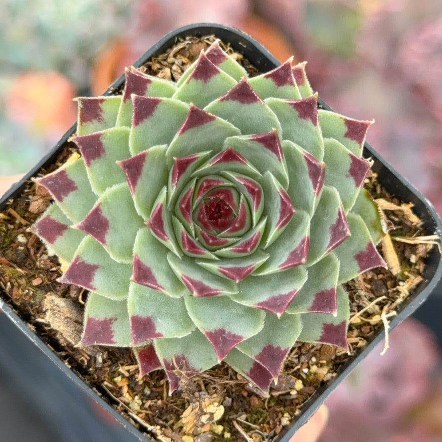 Sempervivum calcareum Succulent Plant