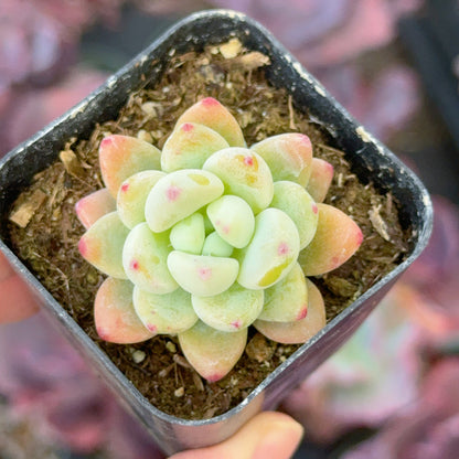 Sedum clavatum Succulent Plant