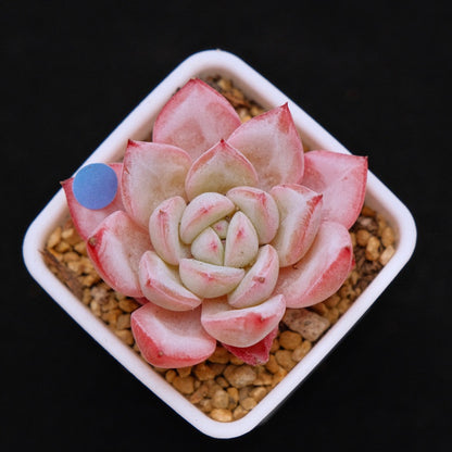Small Echeveria Tiamo Korean Succulent Plant
