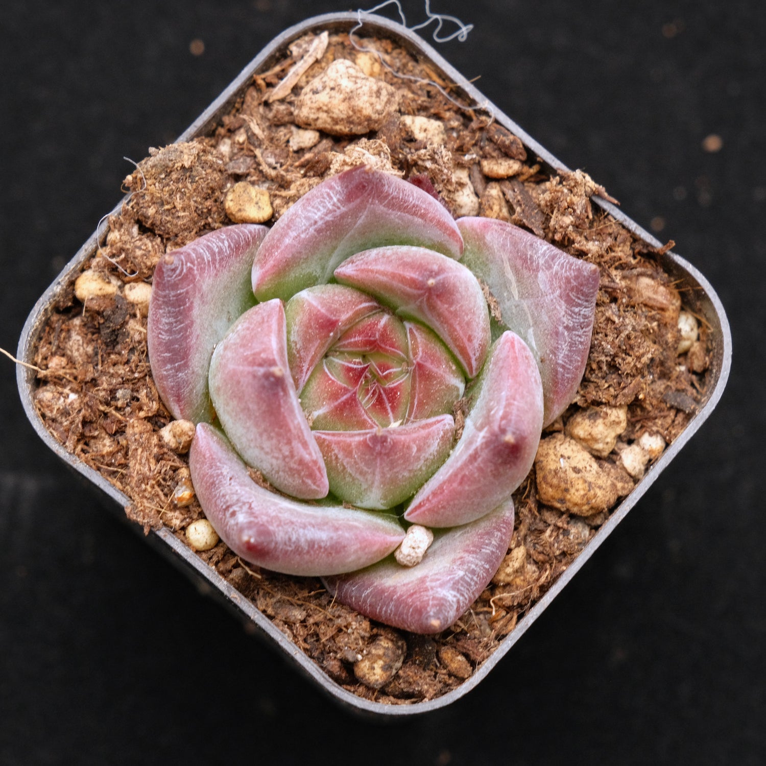 Echeveria Pink Champaign x Colorata Korean Succulent Plant