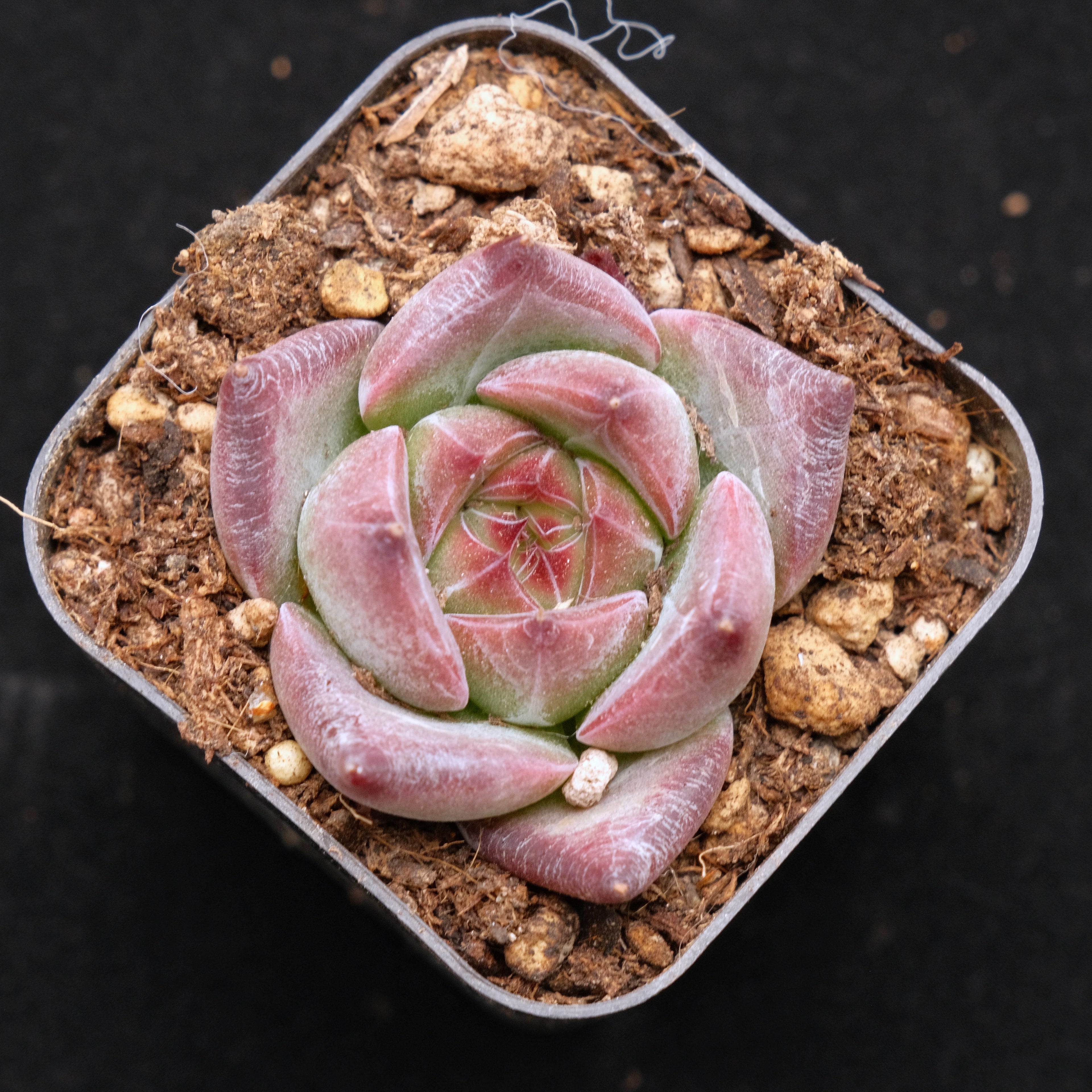 Echeveria Pink Champaign x Colorata Korean Succulent Plant