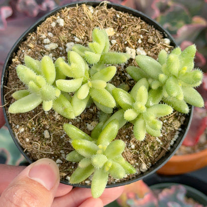 Variegated Pickle Plant Succulent Plant