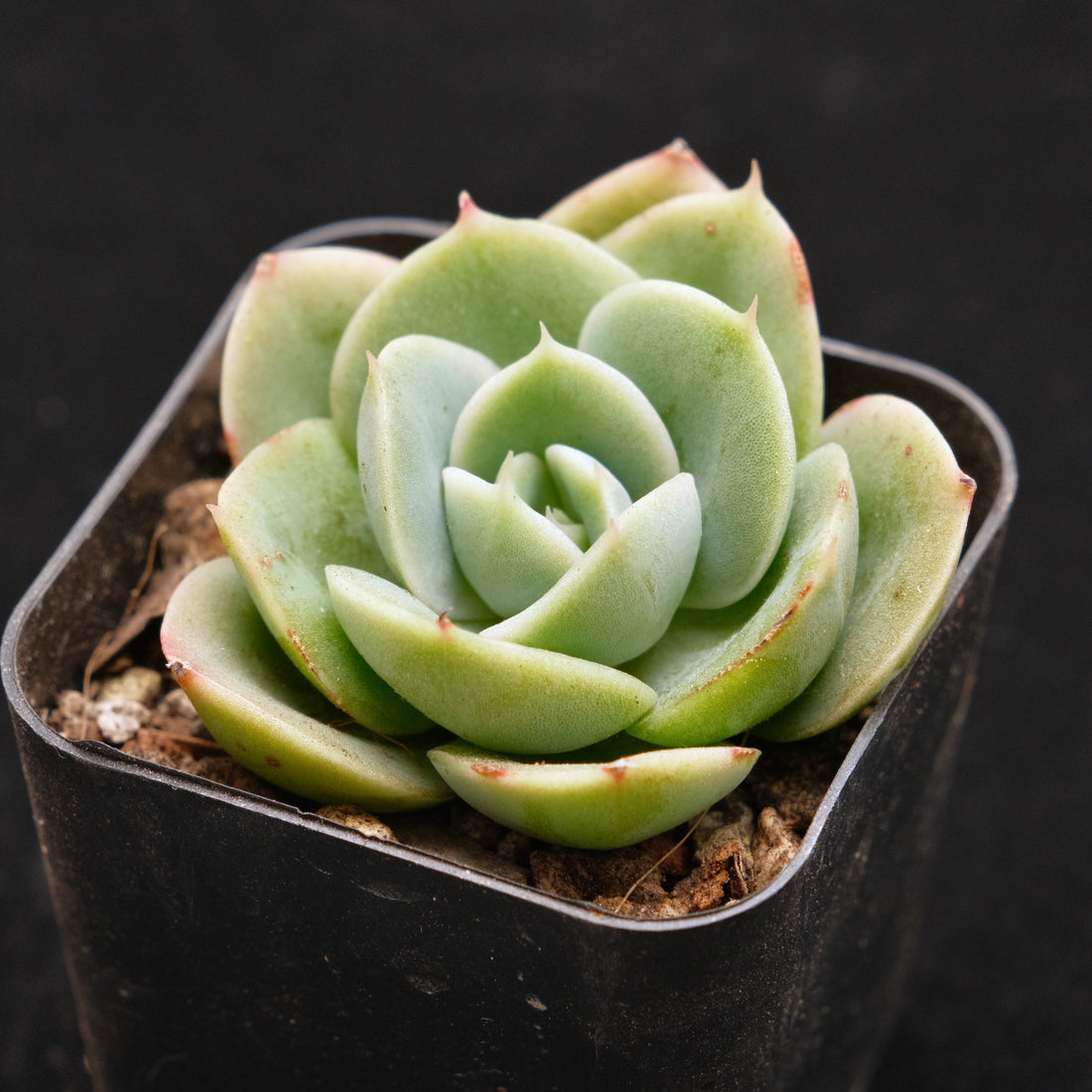 Echeveria Arenas Korean Succulent Plant