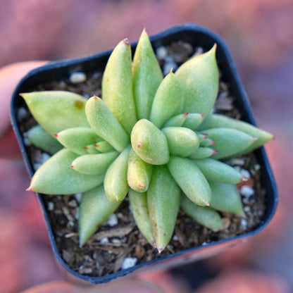 Crested Echeveria agavoides Morgain Succulent Plant