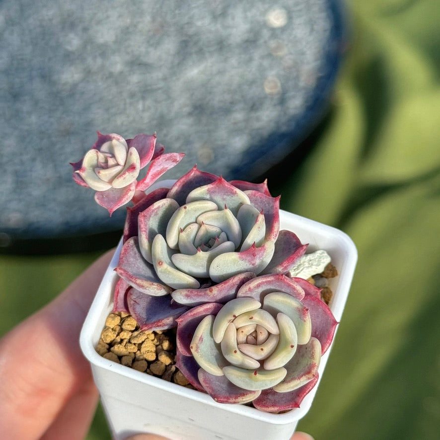 korean hybrid succulents Echeveria Kiss Me Korean Succulent Plant Changhee hybrid