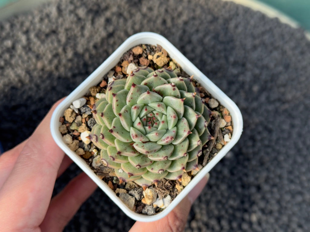 Echeveria Lily Shu Shu Korean Succulent Plant Mam &amp; Sister Hybrid