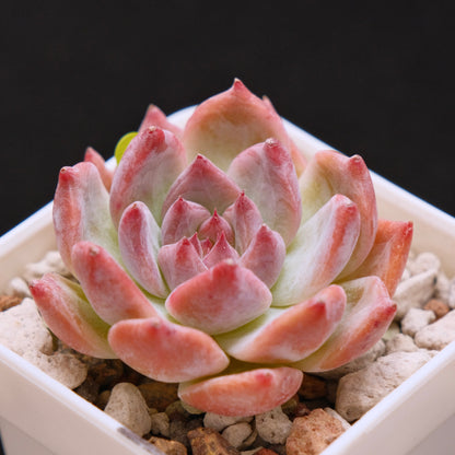Echeveria colorata cultivar Korean Succulent Plant