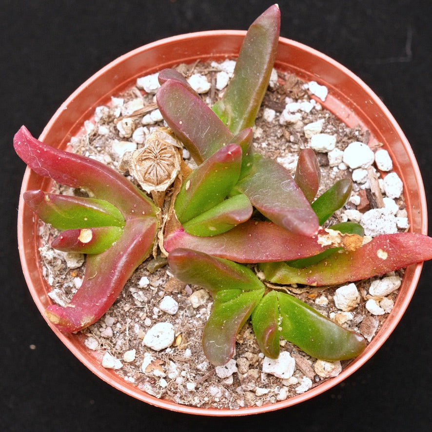 Glottiphyllym nelii Succulent Plant