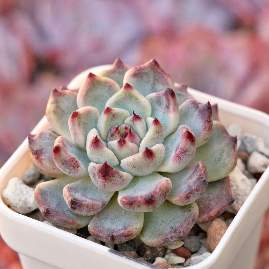 Echeveria Sakura Drop Korean Succulent Plant