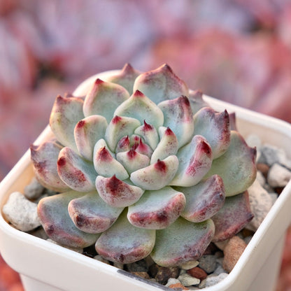 Echeveria Sakura Drop Korean Succulent Plant