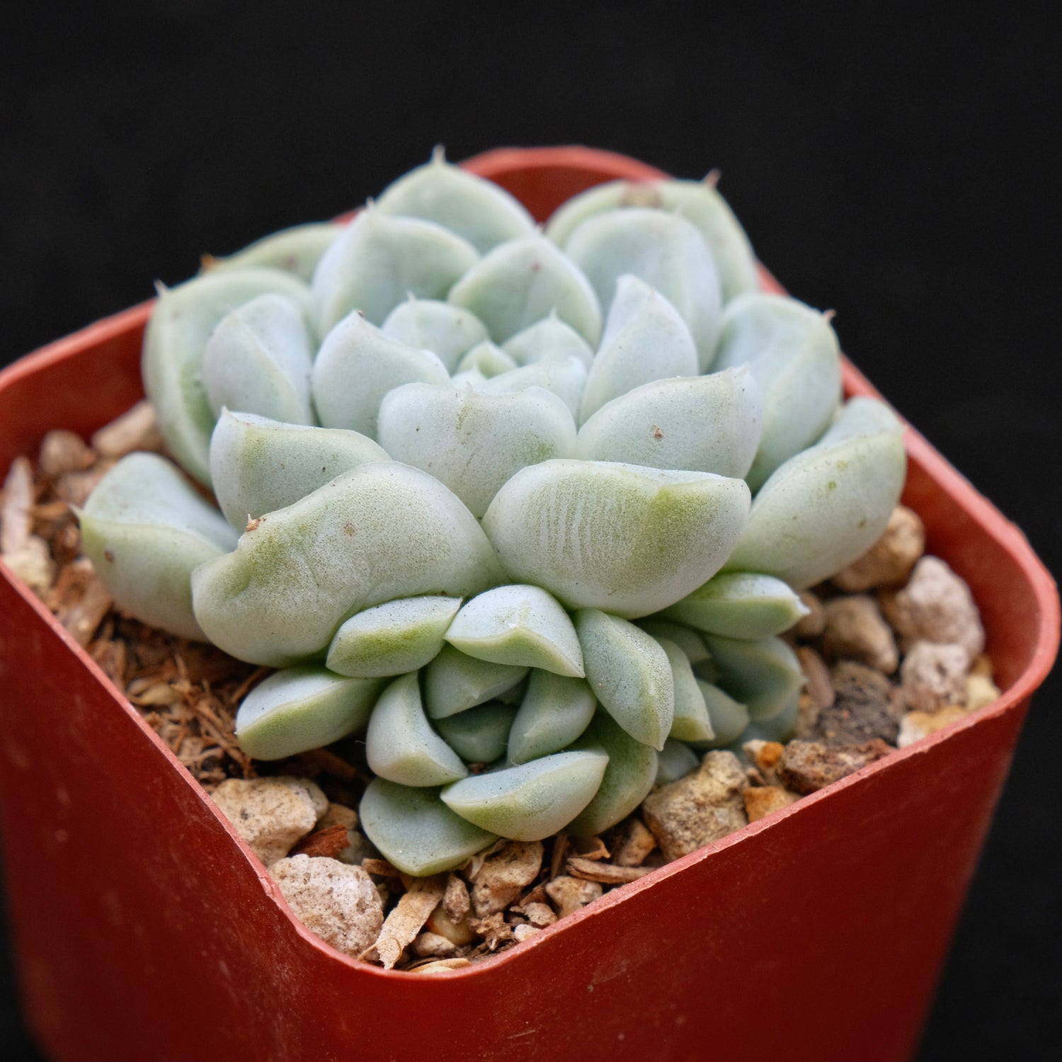 Echeveria Dodoli Korean Succulent Plant (No drops yet)