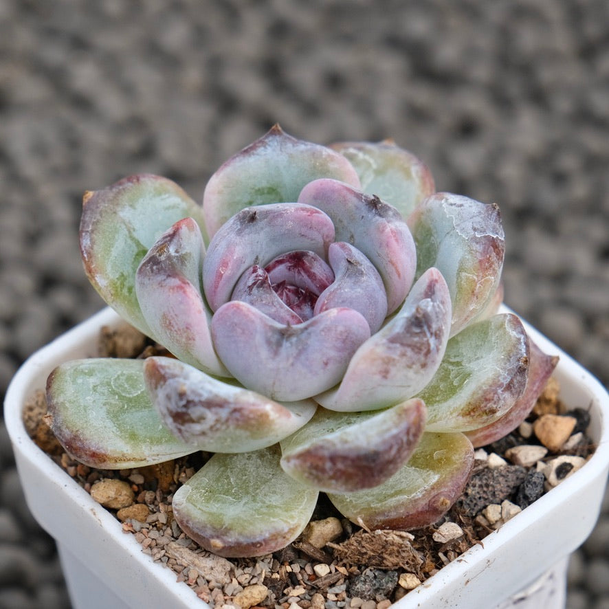 Echeveria Black Top Korean Succulent Plant